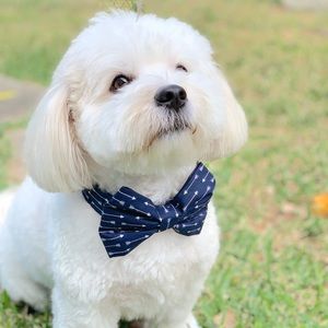 Bow tie dog collar-adjustable pet collar handmade